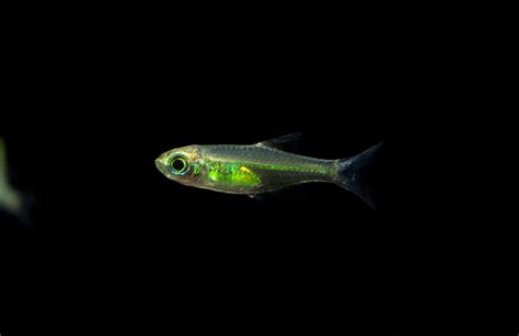 Kubotai Rasbora (Microdevario kubotai), Tank-Bred on sale today for ...