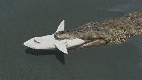 Study finds alligators are preying on sharks - YouTube