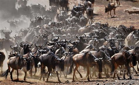 命懸けの大移動、ケニア・マサイマラ国立保護区 写真38枚 国際ニュース：AFPBB News