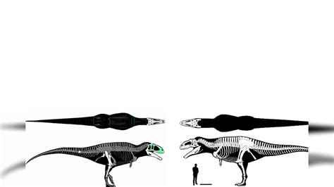 Giganotosaurus And Carcharodontosaurus Size Comparison - YouTube