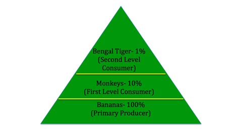 Energy Pyramid - Tropical Rainforests