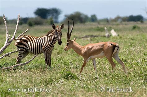 Gazella granti Pictures, Grant's Gazelle Images, Nature Wildlife Photos | NaturePhoto