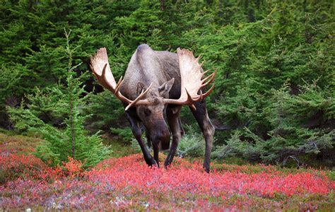 Download Animal Moose HD Wallpaper