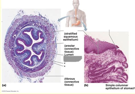 Lab Unit Atlas Histology Of Esophagus Diagram Quizlet | sexiezpix Web Porn