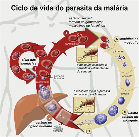 File:Life Cycle of the Malaria Parasite-pt.png - Wikimedia Commons