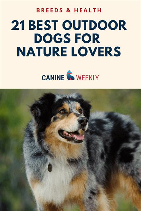 21 Best Outdoor Dogs: Breeds That Thrive Outside | Canine Weekly | Mascotas