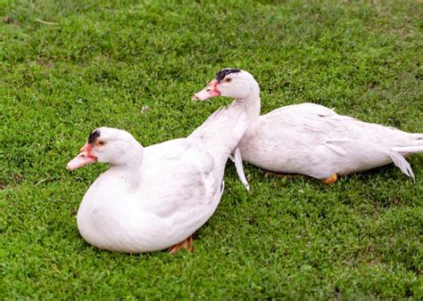 Best Meat Duck Breeds - The Happy Chicken Coop