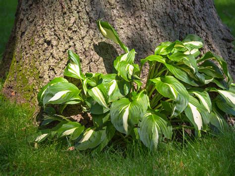 Acid-Loving Shade Plants: Learn About Plants For Shade And Acid Locations