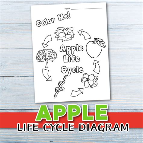 Free Apple Life Cycle Printable for Kids