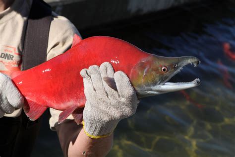 9 places to see bright red kokanee salmon in Utah this fall | KOAl - Price,UT