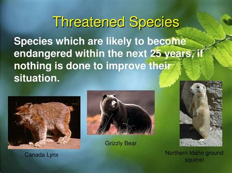 PPT - Biodiversity PowerPoint Presentation, free download - ID:1395884