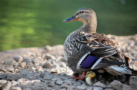 Mother Duck and Ducklings Photograph by Exposed Photoworks | Pixels