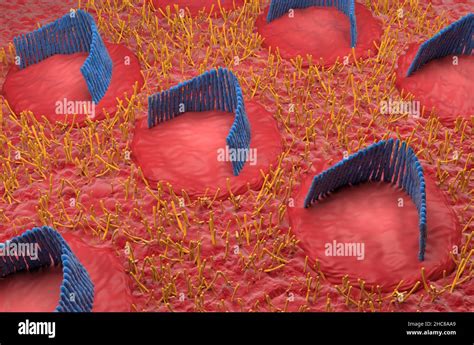 Inner ear hair cells in the vestibular system - isometric view 3d illustration Stock Photo - Alamy