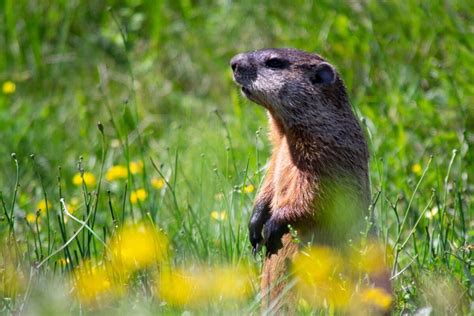 What Do Groundhogs Eat? - Animals Around The Globe