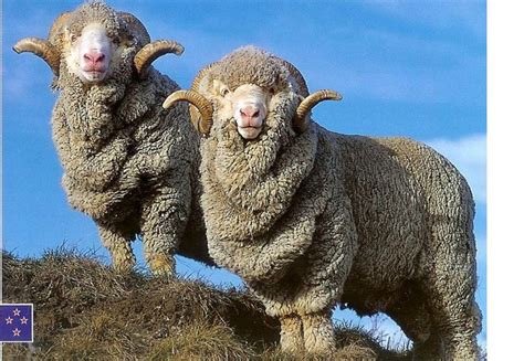 beautiful sheep (Hungarian) | Sheep breeds, Animals wild, Animals