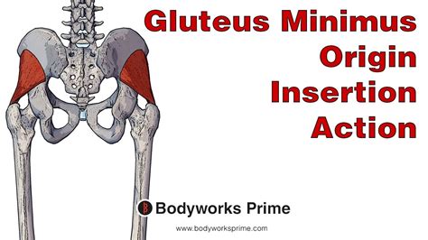 Gluteus Minimus Anatomy: Origin, Insertion & Action - YouTube