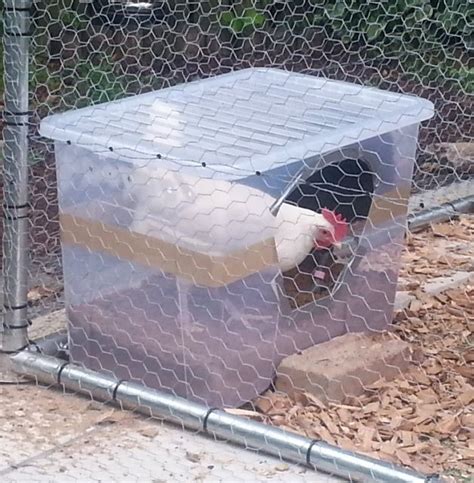 Waterproof dustbath! #ChickenPetsIdeas | Chicken diy, Diy chicken coop ...