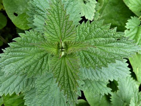 When NOT to Eat Stinging Nettles - Wild Walks Southwest