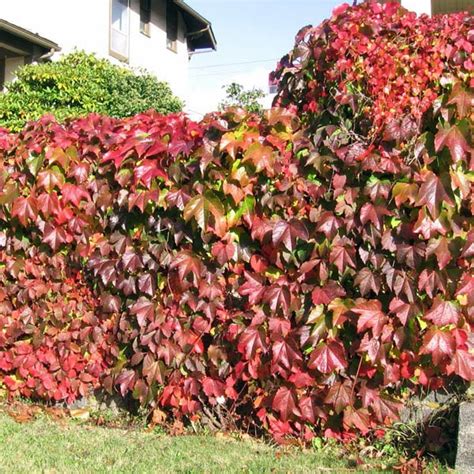 PARTHENOCISSUS quinquefolia - M-Z miscellaneous – Australian Seed