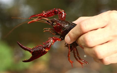 Crawfish Prices Expected To Be Higher This Season