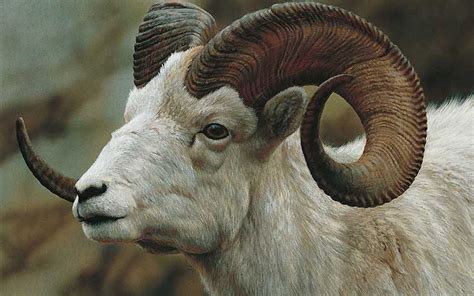 Goat Ref | Goats, Animals, Sheep