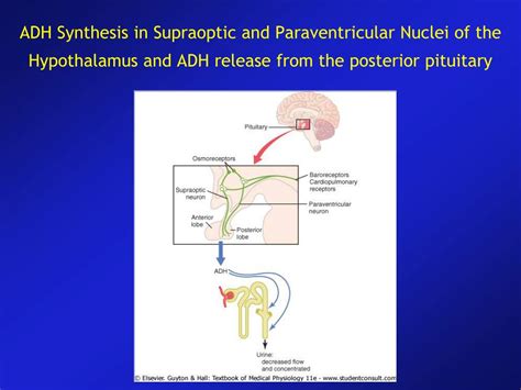 PPT - Regulation of Extracellular Fluid Osmolarity and Sodium Concentration PowerPoint ...