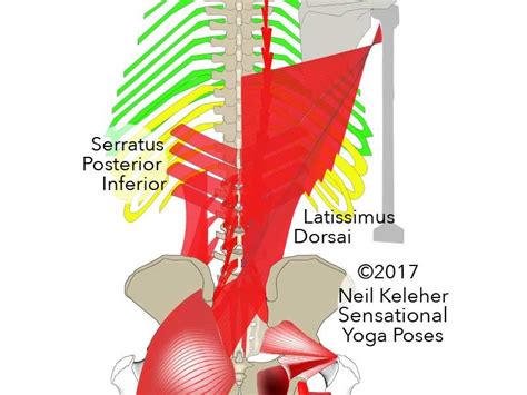 Serratus Posterior Inferior | Yoga, Plexus products, Yoga poses