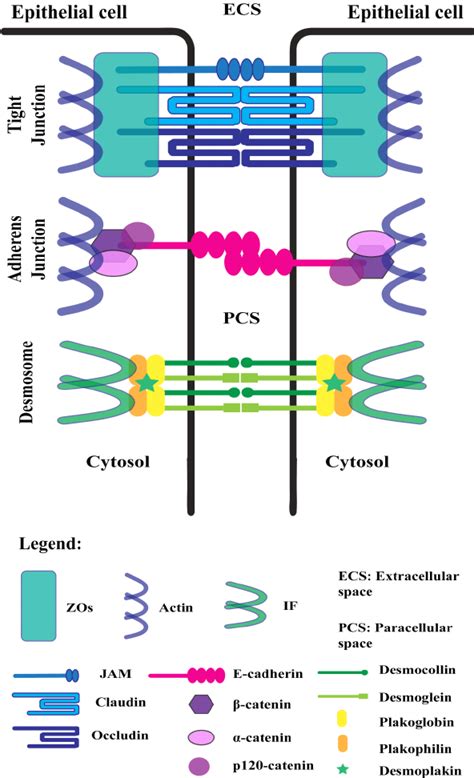 Lateral cell junctions. Shown is a representation of the molecular ...