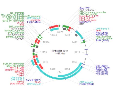 lentiCRISPR v2 - 基因敲除系统 - 北京启研生物科技有限公司 官网