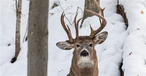 Rare buck with three antlers photographed in Michigan | WBTW