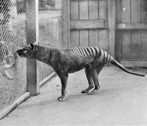 Tasmanian Tiger (Thylacine) (Thylacinus cynocephalus)