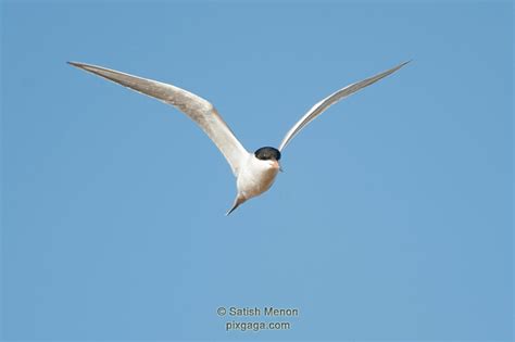 pixgaga.com | American Avocet in flight, Don Edwards Wildlife Refuge ...