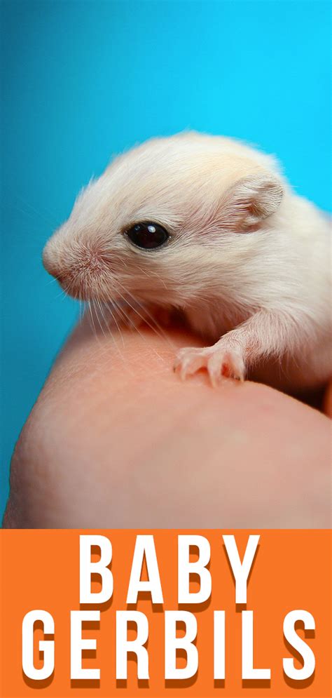 Baby Gerbils - A Guide To Baby Gerbil Care And Development