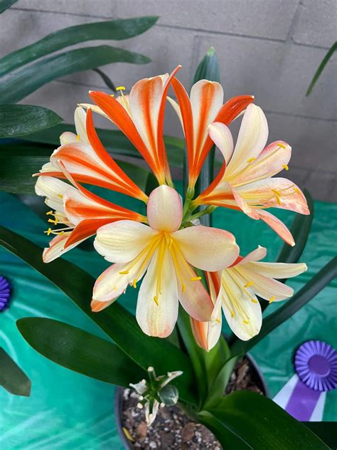 Clivia Show and Sale - Sherman Library and Gardens