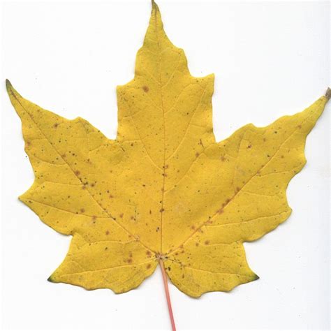 Wallpaper Of Maple Leaves, Hard Maple Leaves, 600x600, #3613