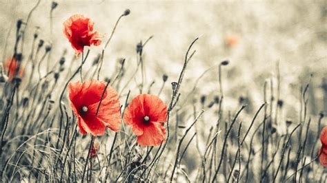 red, Flowers, Macro, Poppy, Poppies Wallpapers HD / Desktop and Mobile Backgrounds