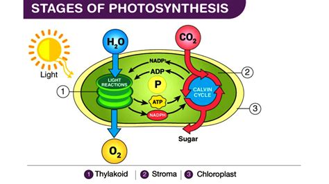 How do plants use water in photosynthesis?