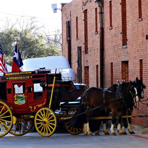 Cattle Drive at the Fort Worth Stockyards