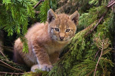 Albania’s last remaining Balkan lynx have been pushed to the brink of ...