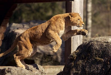 Jumping lion. by Ravenith on DeviantArt