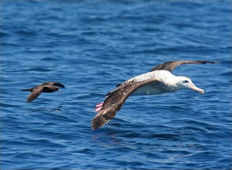 Antipodean Albatross photo image 8 of 24 by Ian Montgomery at birdway ...