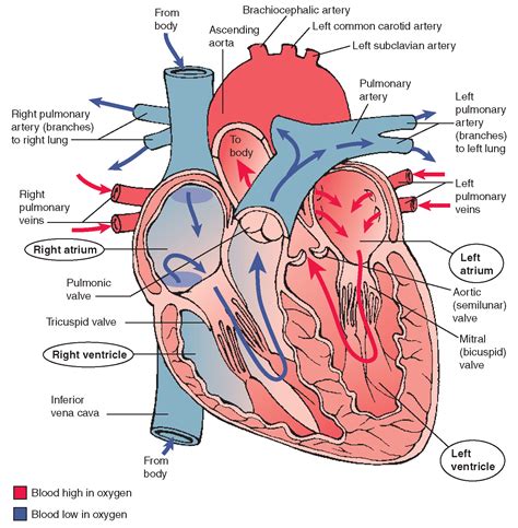 chordae tendineae are found in the - ModernHeal.com