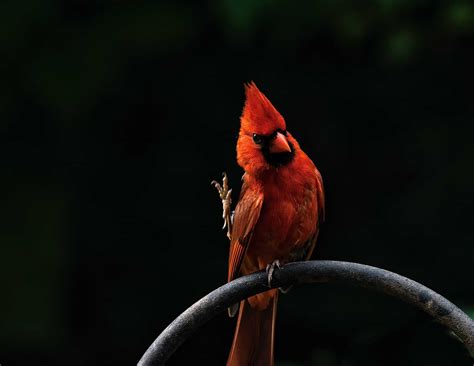 Cardinal Meaning & Symbolism: The Ultimate Guide