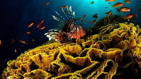 Coral Reef Wallpapers - Top Free Coral Reef Backgrounds - WallpaperAccess