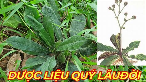 Cây chỉ thiên - Đặc điểm, phân loại, tác dụng và cách dùng