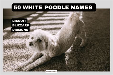 Fluffy and Fabulous: 50 Names for Your White Poodle • Kritter Kommunity