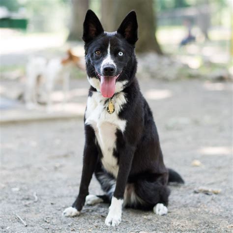 thedogist | Border collie husky mix, Husky mix, Wild dogs