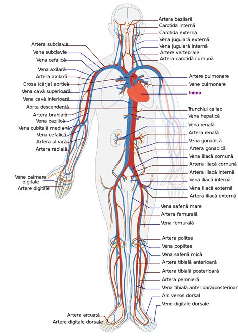 Aparatul cardiovascular - Wikipedia