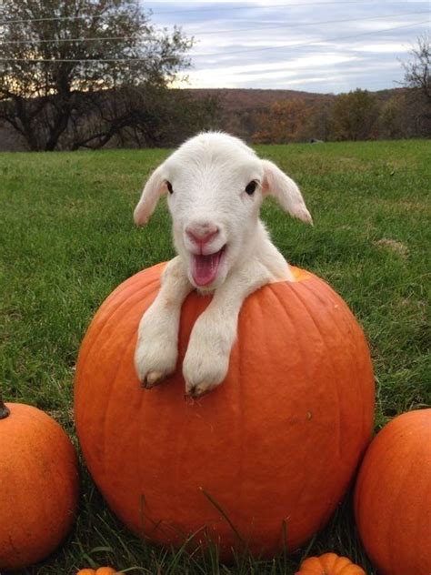 Sheep + pumpkin :) : aww | Cute goats, Cute animals, Cute little animals