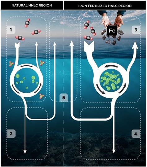 Southern Ocean Iron Fertilization: An Argument Against Commercialization but for Continued ...